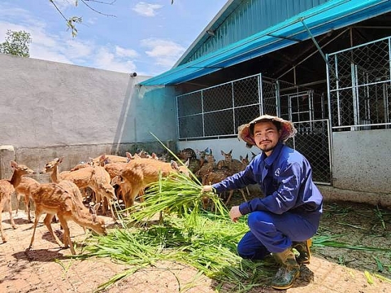 Hà Tĩnh: Trở thành ông chủ nhờ nuôi hươu