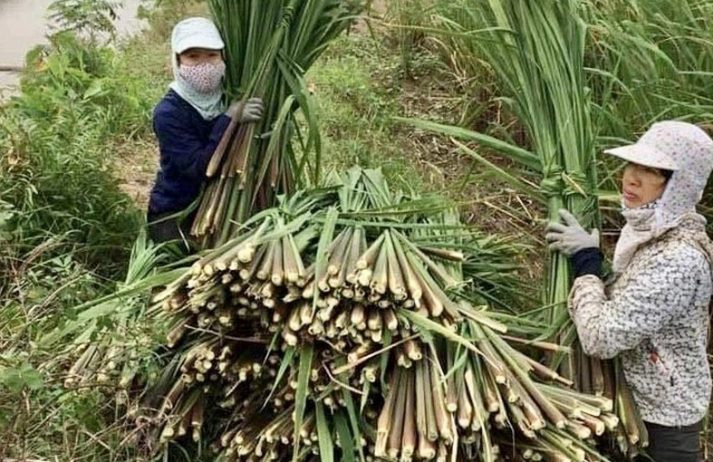 Mùa niễng