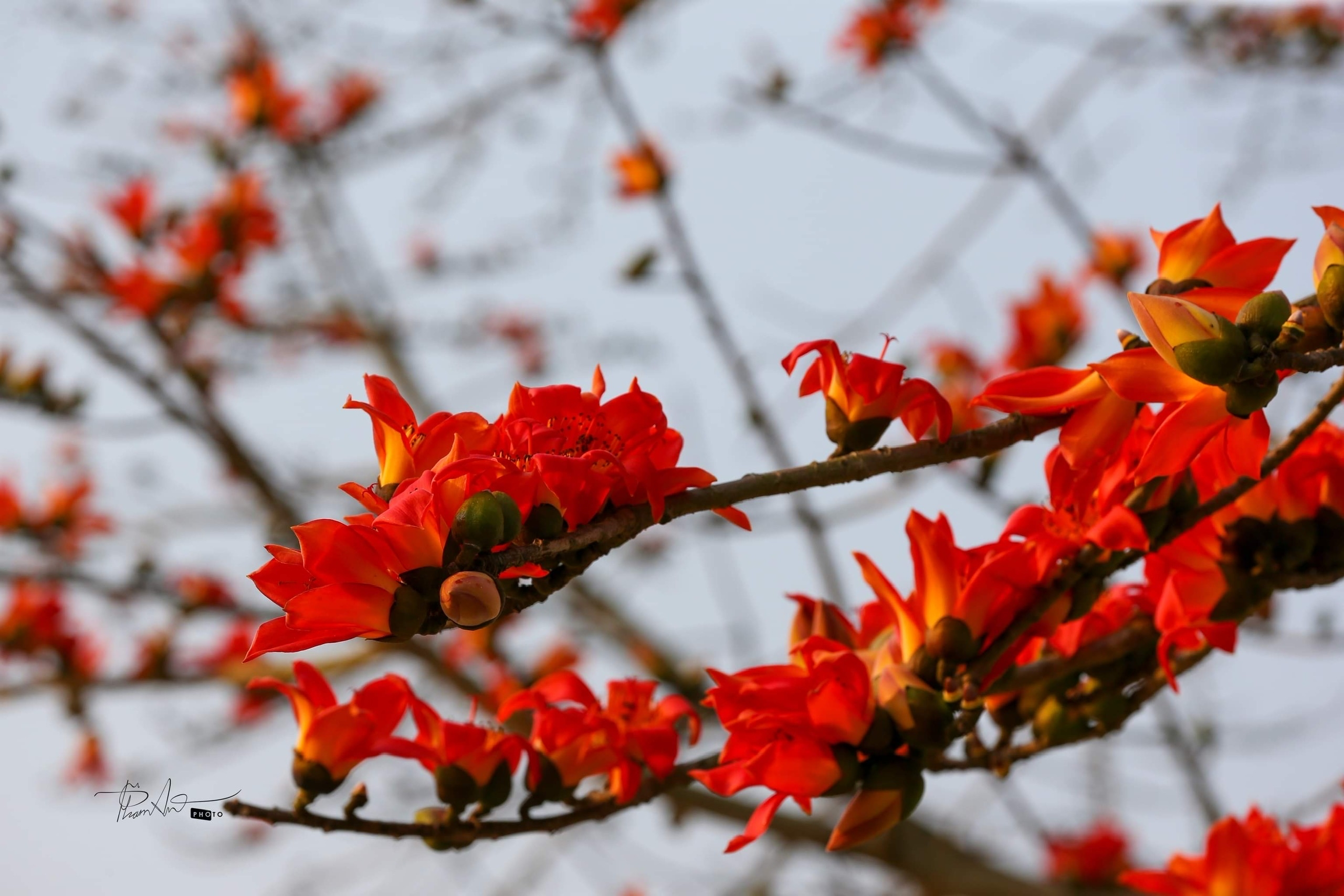 Tháng Ba - Mùa hoa gạo đỏ