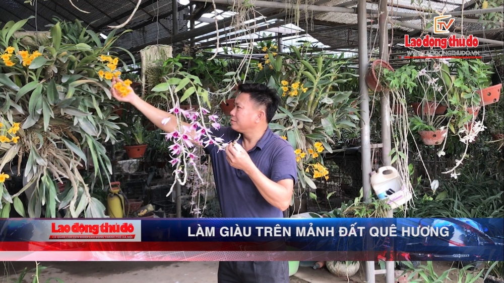 [VIDEO] Làm giàu trên mảnh đất quê hương