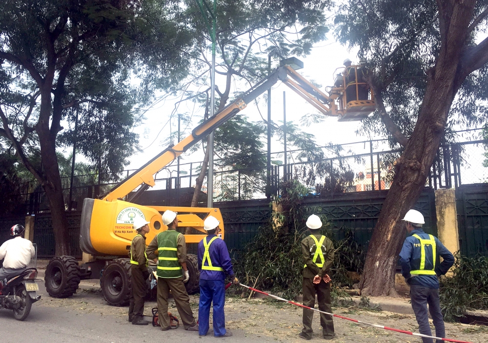 Đảm bảo an toàn hệ thống cây xanh