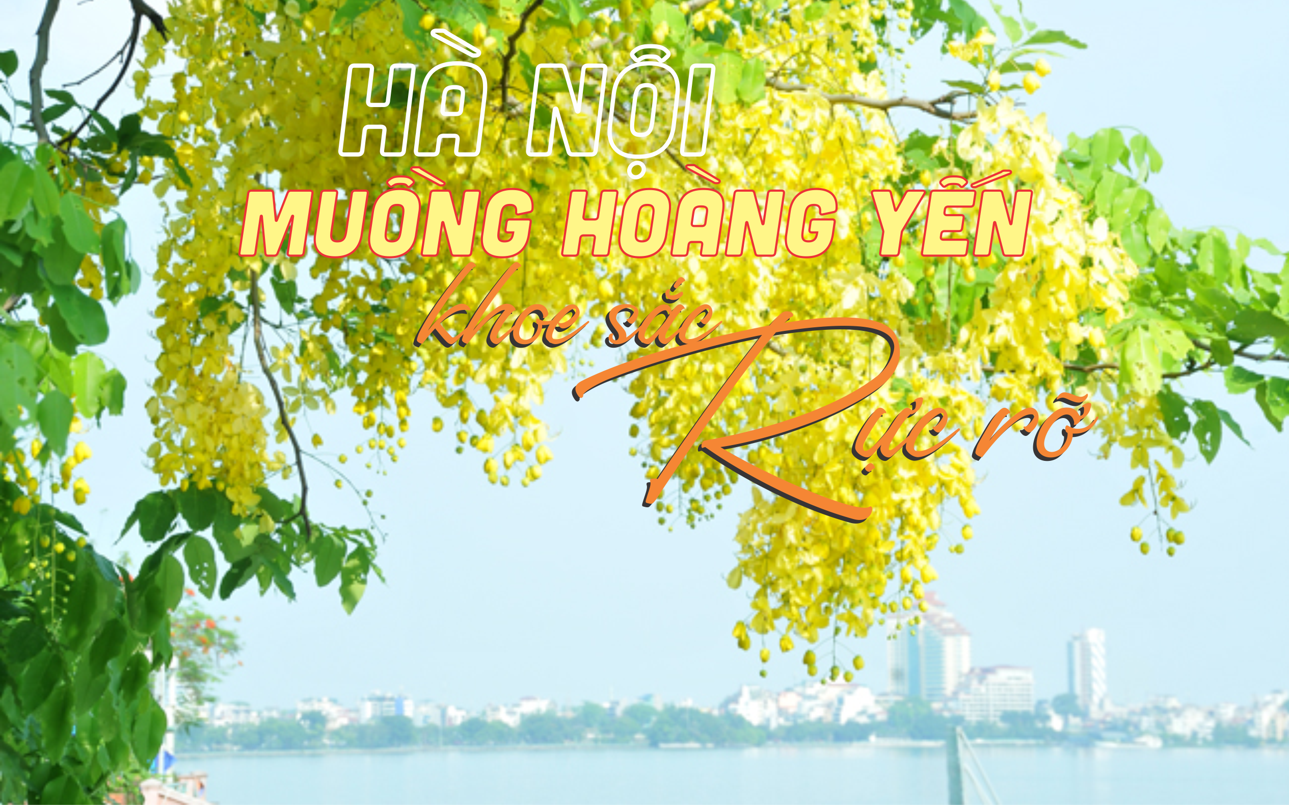 Hà Nội - Muồng Hoàng Yến khoe sắc rực rỡ