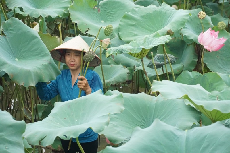 Đẩy mạnh phát triển du lịch nông thôn từ cây sen