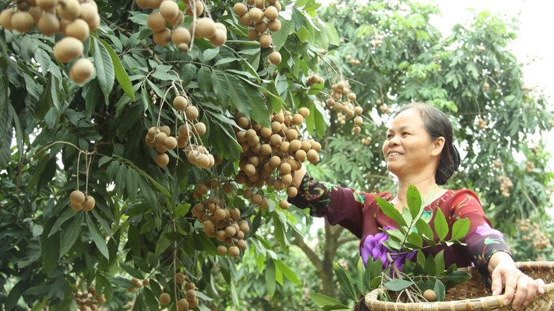 Hiệu quả từ nguồn vốn vay giải quyết việc làm