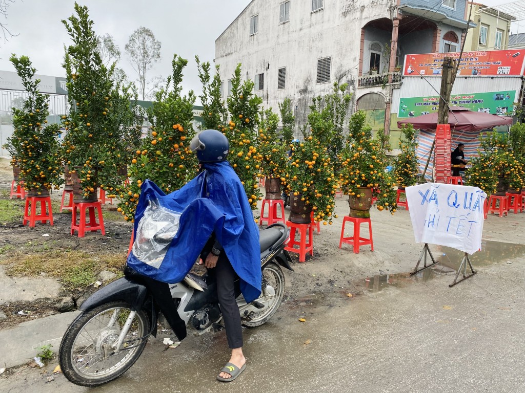 Nghệ An: Quất, đào cắt lỗ vẫn ế khách mua