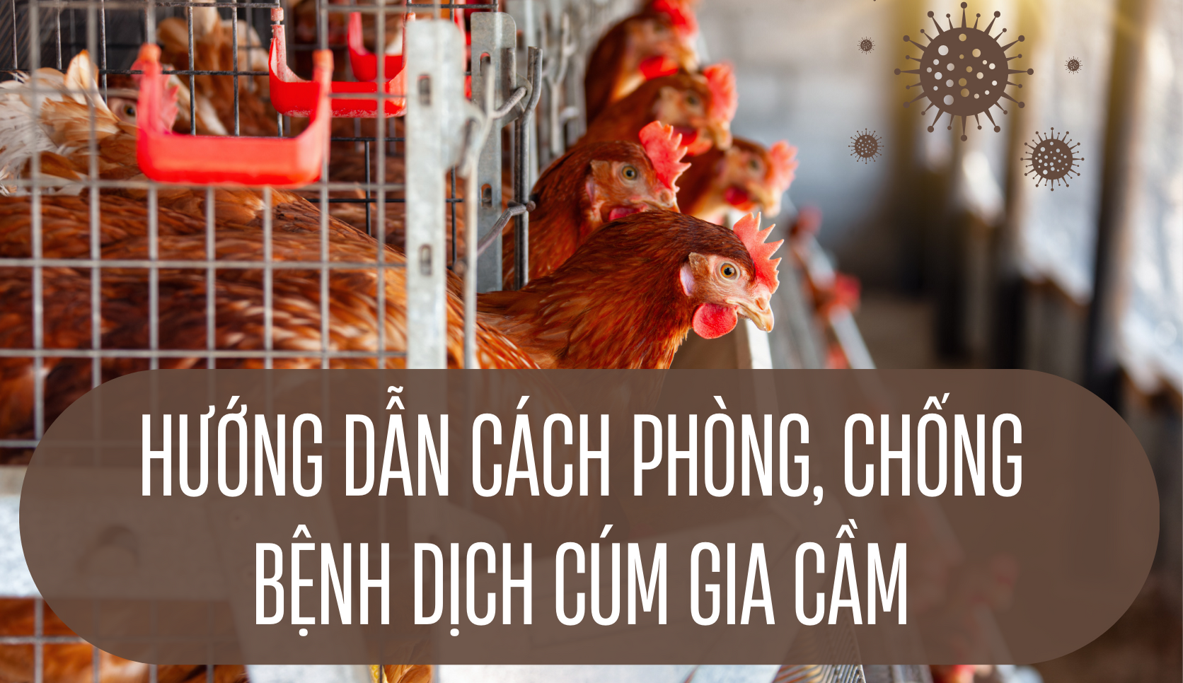 Hướng dẫn cách phòng, chống bệnh dịch cúm gia cầm