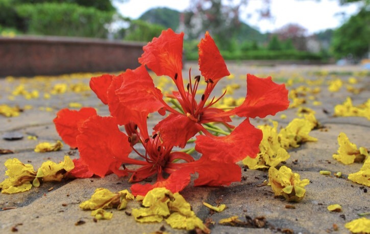 Nghe cánh phượng rơi