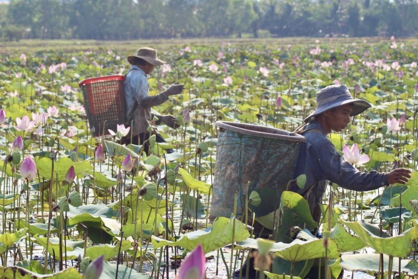 Nông dân Khánh Hoà dầm mình dưới bùn thu hoạch sen