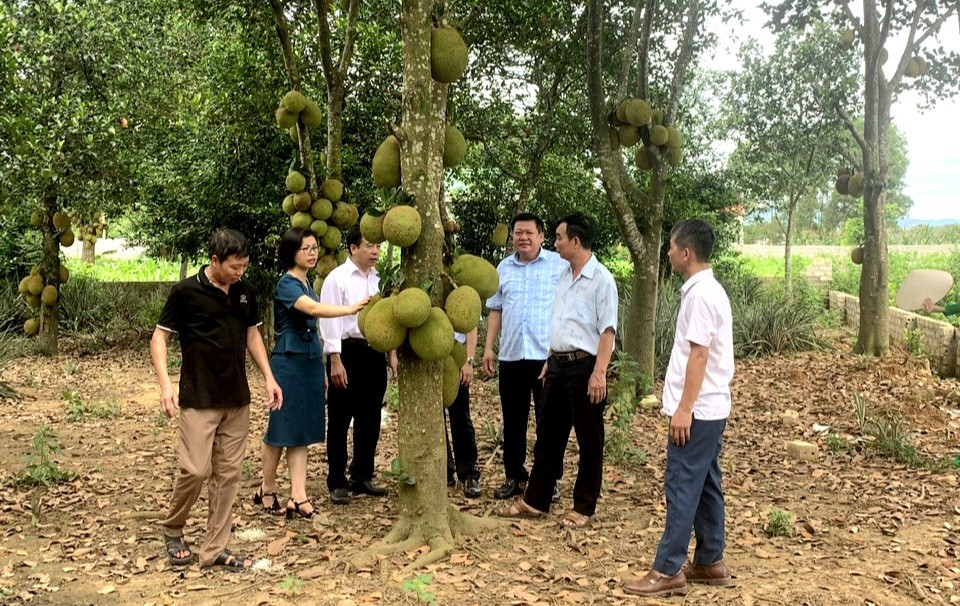 Hà Nội: Tìm phương cách bảo tồn nguồn gien quý về giống mít bản địa