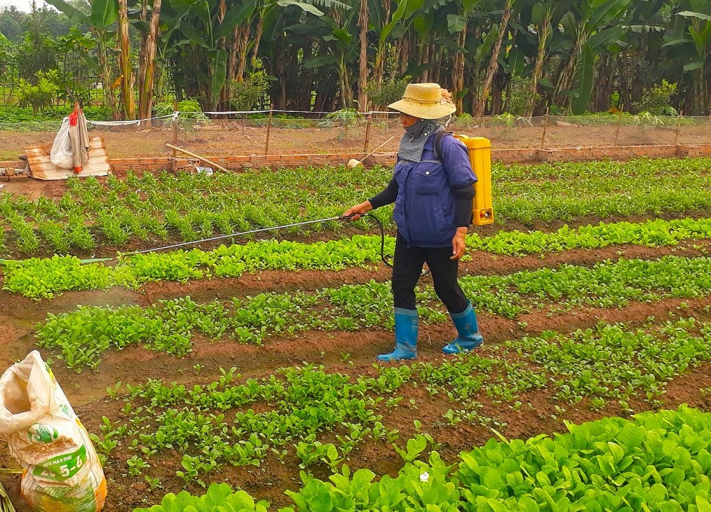 Bí quyết để có những cánh đồng rau an toàn