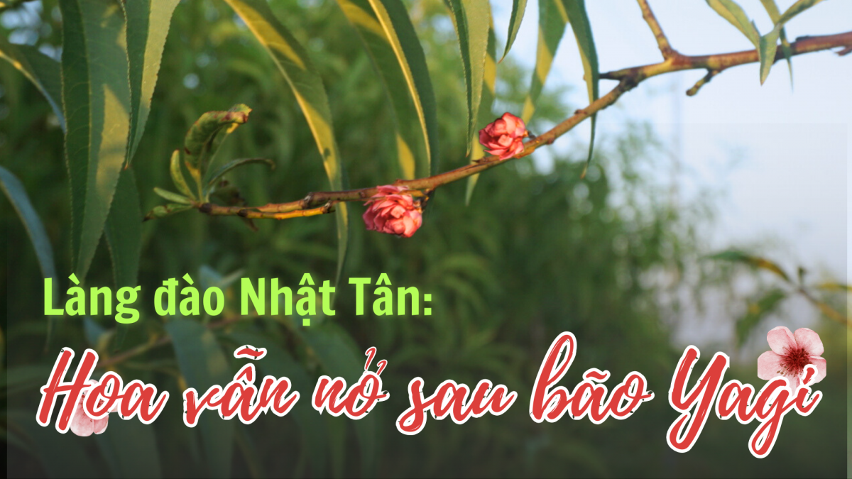 Làng đào Nhật Tân: Hoa vẫn nở sau bão Yagi