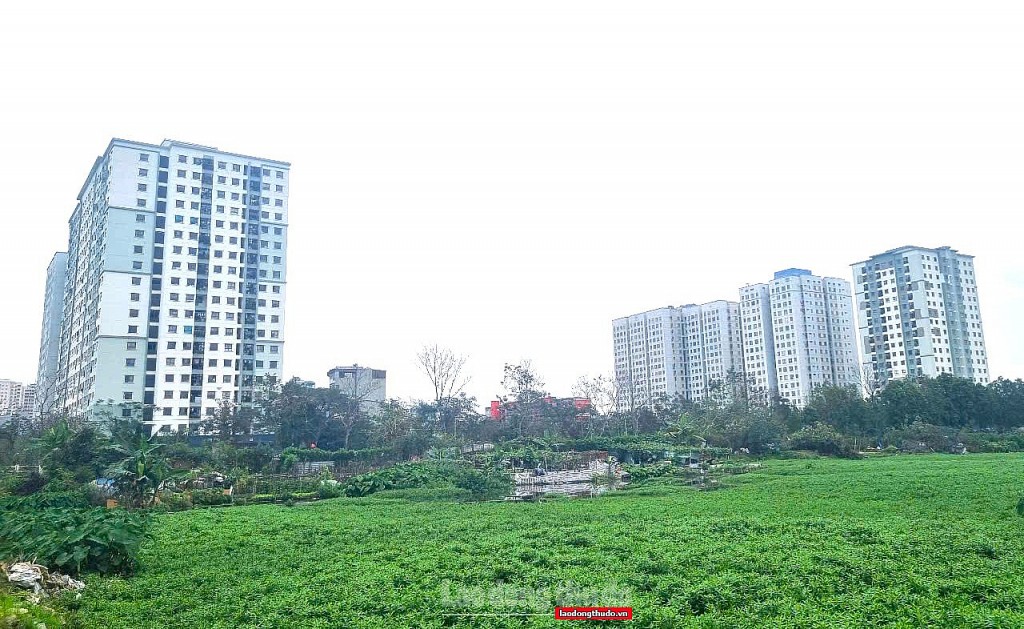 Thị trường đất nền thời hậu sốt: Không dành cho người nóng vội, thiếu hiểu biết