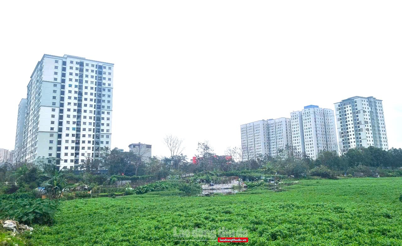 Thị trường đất nền thời hậu sốt: Không dành cho người nóng vội, thiếu hiểu biết