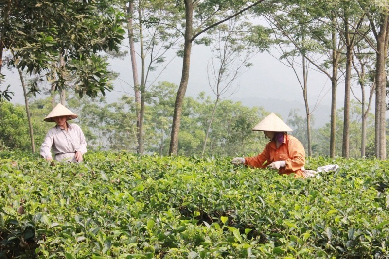 Nâng cao giá trị, ‘đổi đời’ nhờ cây chè