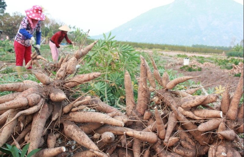 Xuất khẩu sắn giảm mạnh