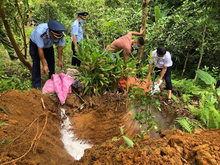 Hà Giang: Tiêu hủy trên 100 tấn lợn nhiễm dịch tả lợn châu Phi