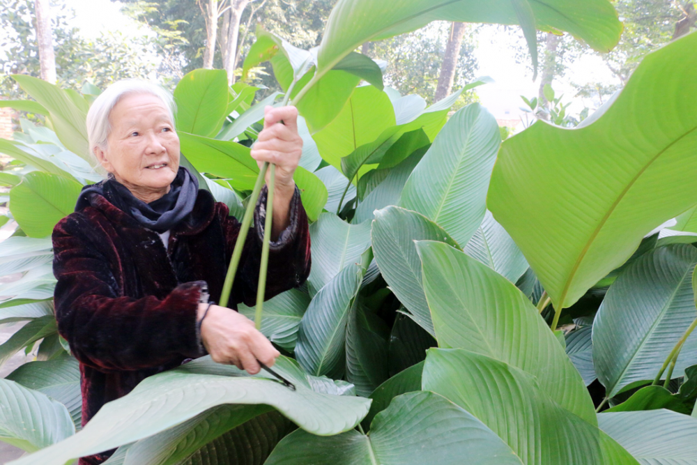 Giữ sắc xanh lá dong Tràng Cát