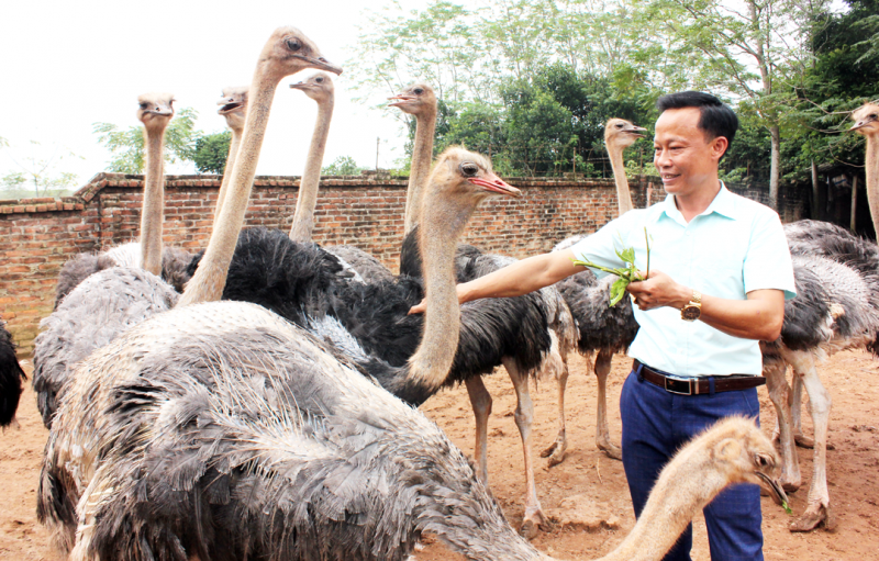 Làm giàu nhờ… đà điểu