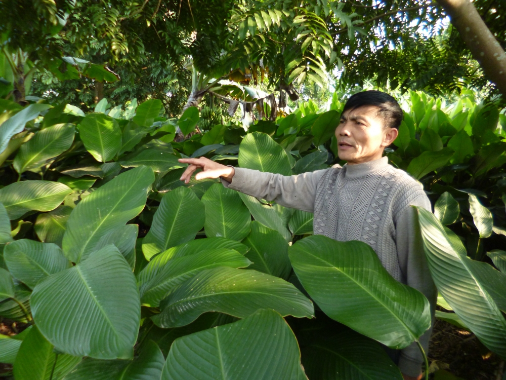 Vựa lá dong lớn nhất, nhì miền Bắc vào vụ Tết