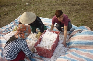 Hoang mang làng mứt