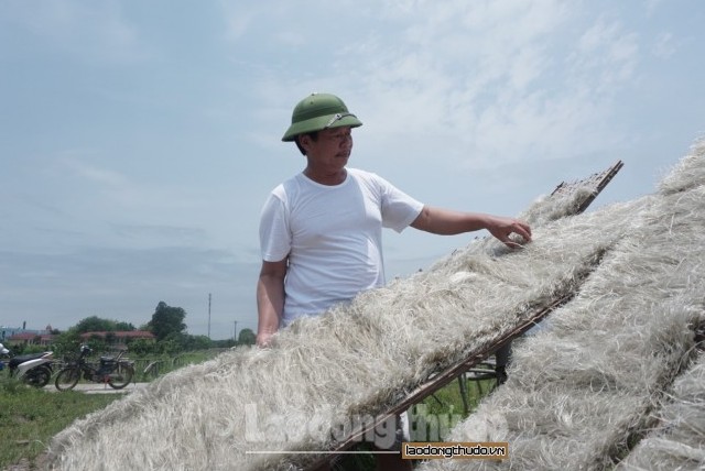 Rộn ràng phơi miến dong trên khắp cánh đồng xã Minh Khai