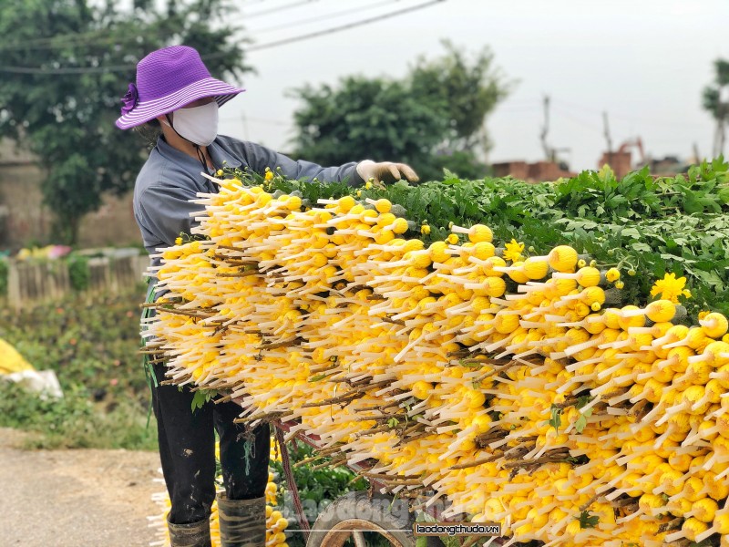 Sức sống mới "hồi sinh" trên những cánh đồng hoa Mê Linh