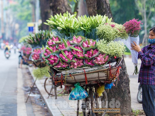 Sen đầu mùa xuống phố khoe sắc khắp đường phố Hà Nội