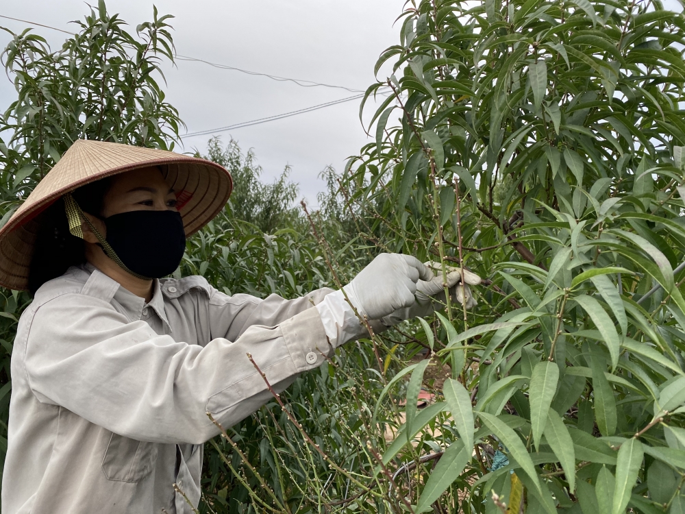 Người dân Nhật Tân tất bật tuốt lá đào chuẩn bị cho Tết