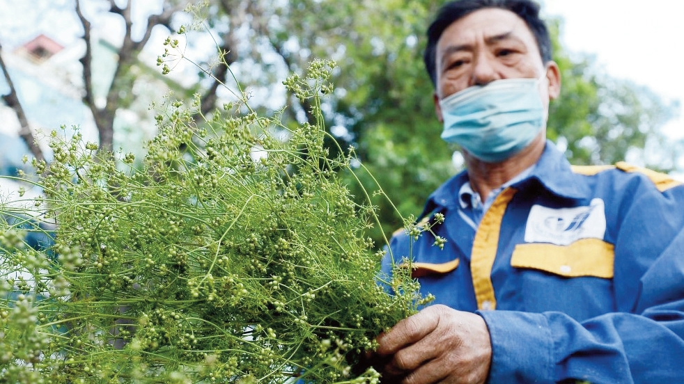 Mùi già đón tất niên