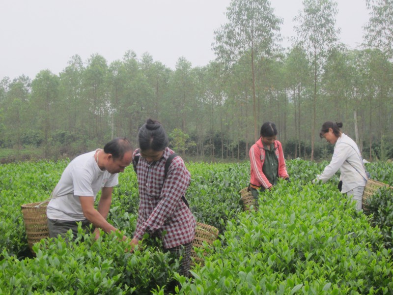 Đổi thay nhờ cây chè