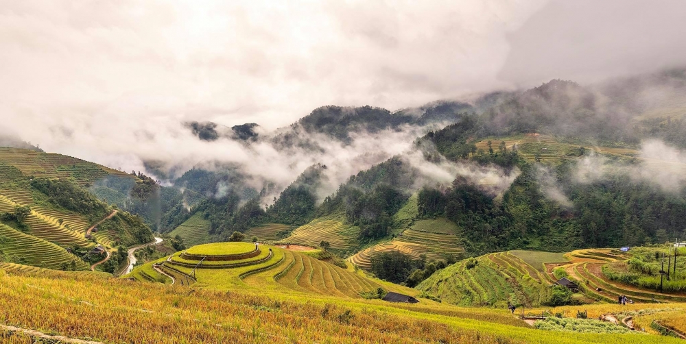 Mù Cang Chải vàng rực một màu lúa