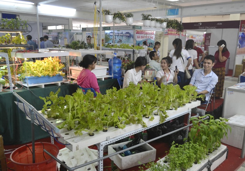 Thành công từ các mô hình rau an toàn