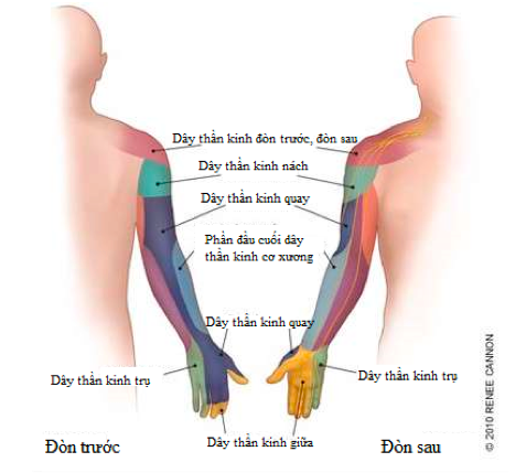 Vì sao ngủ dậy hay bị tê buốt tay?