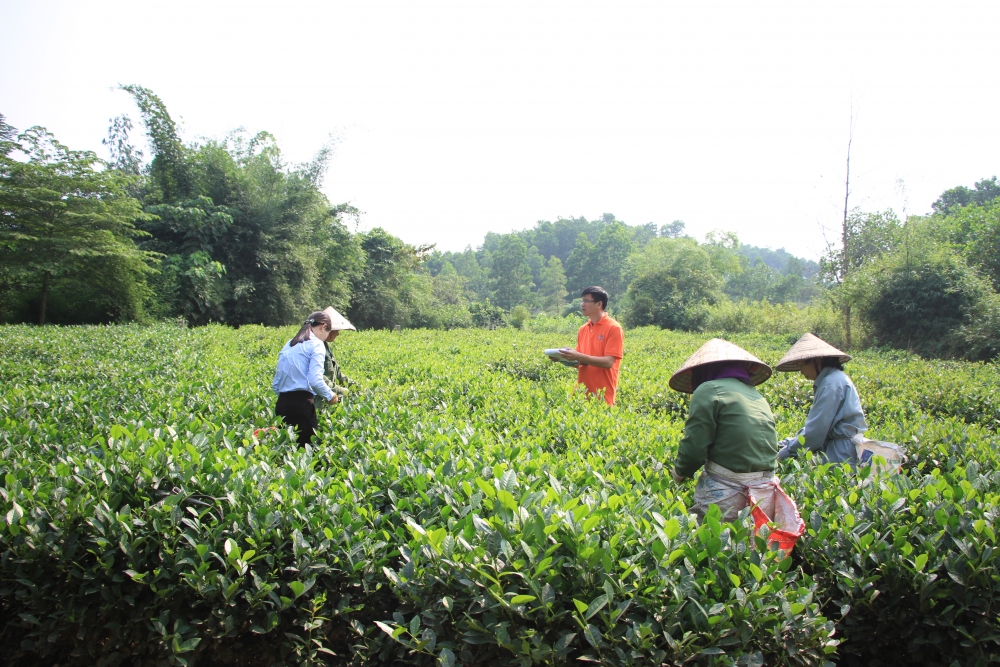 Chè VietGAP và chè hữu cơ: Hướng đi mới cho cây chè tại Thái Nguyên